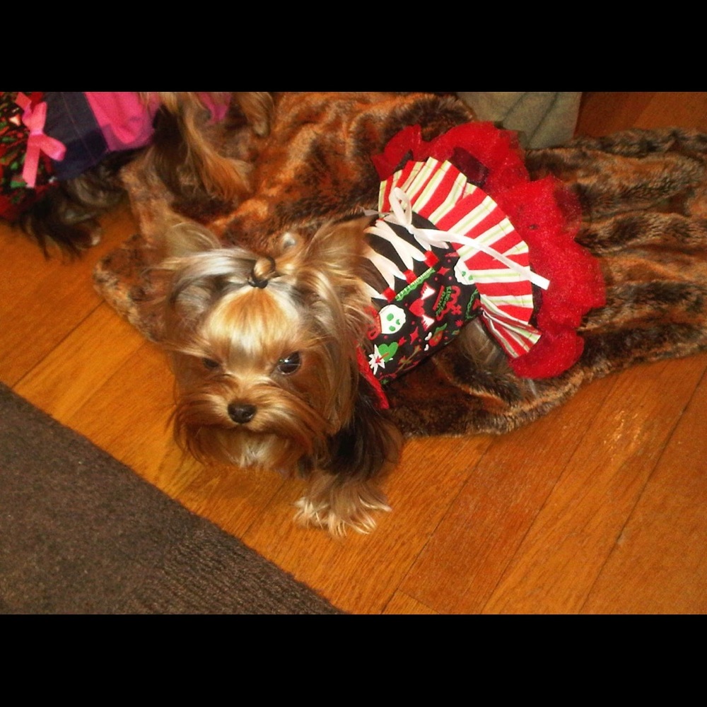 Ruffled corset dog dress